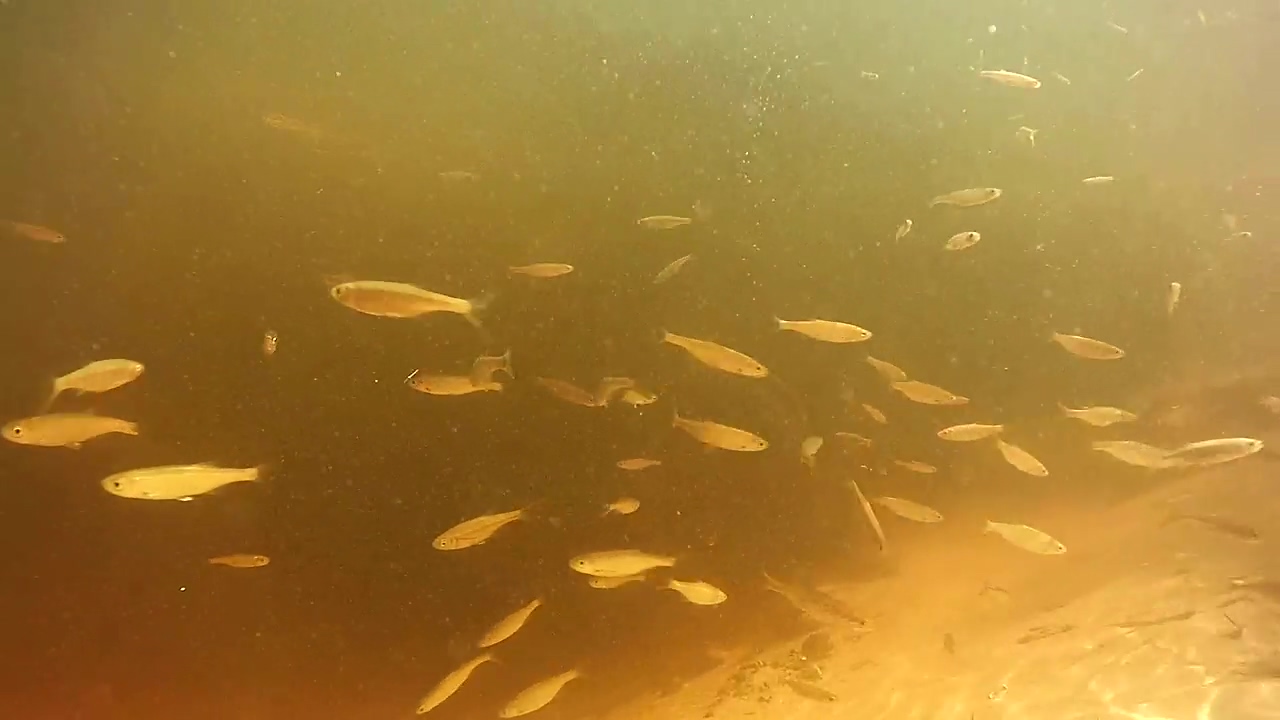 Fish swimming under polluted water, underwater, fish, pollution, swim, and seabed