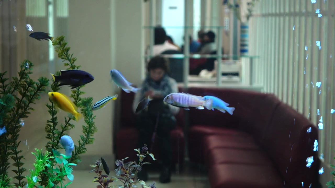Fish tank in the waiting room of a hospital, health, fish, hospital, and aquarium