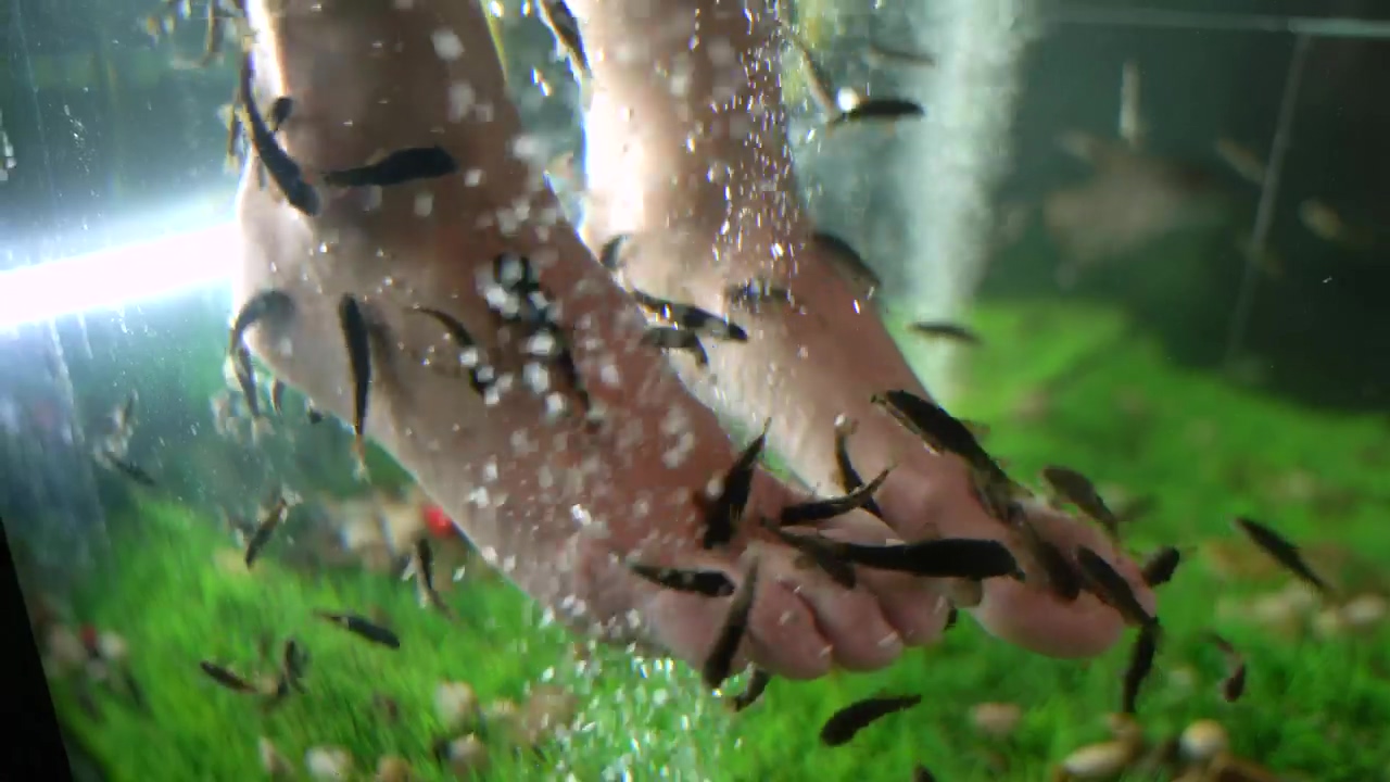 Fishes cleaning a client's feet, fish, treatment, feet, and aquarium