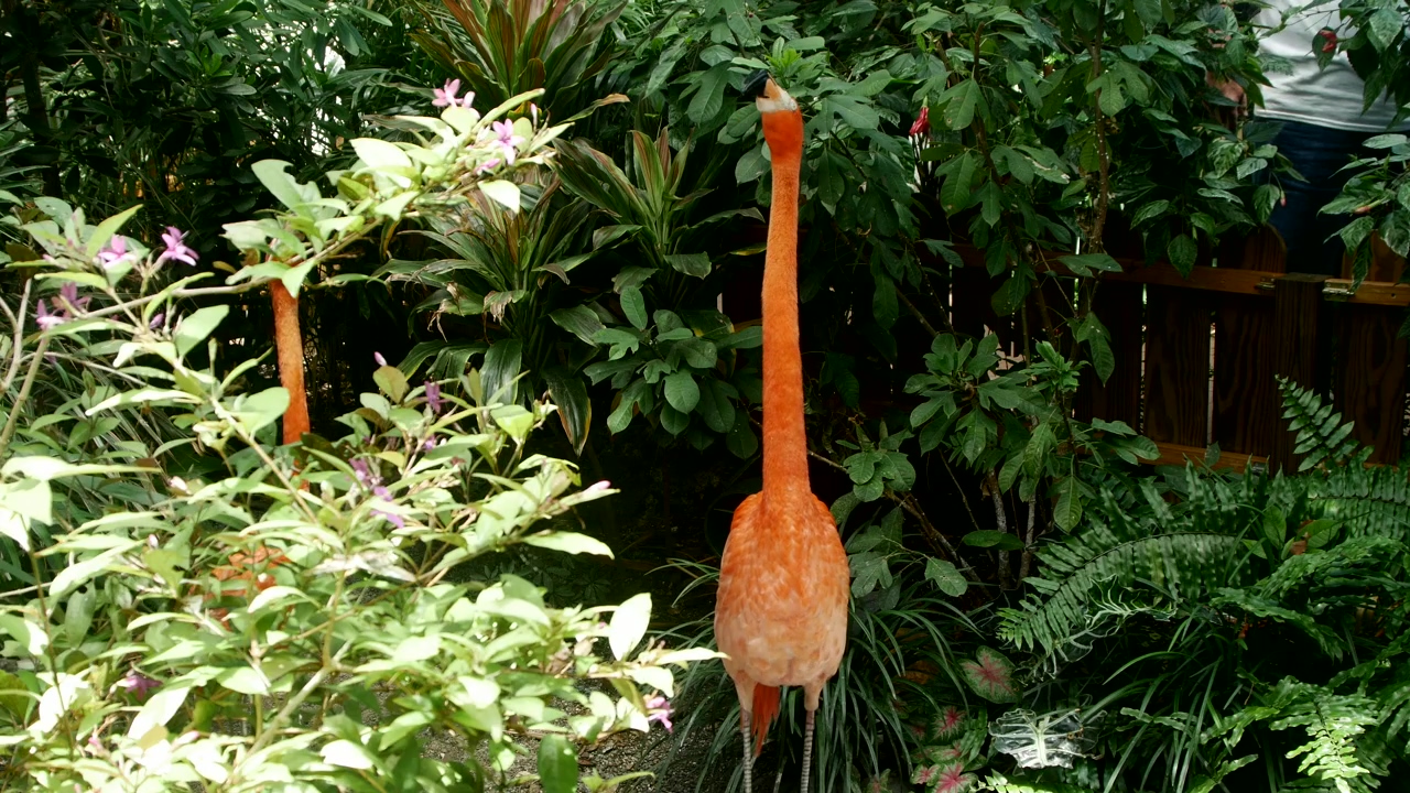 Flamingo bird in a tropical garden, animal, wildlife, sunny, bird, tropical, and flamingo
