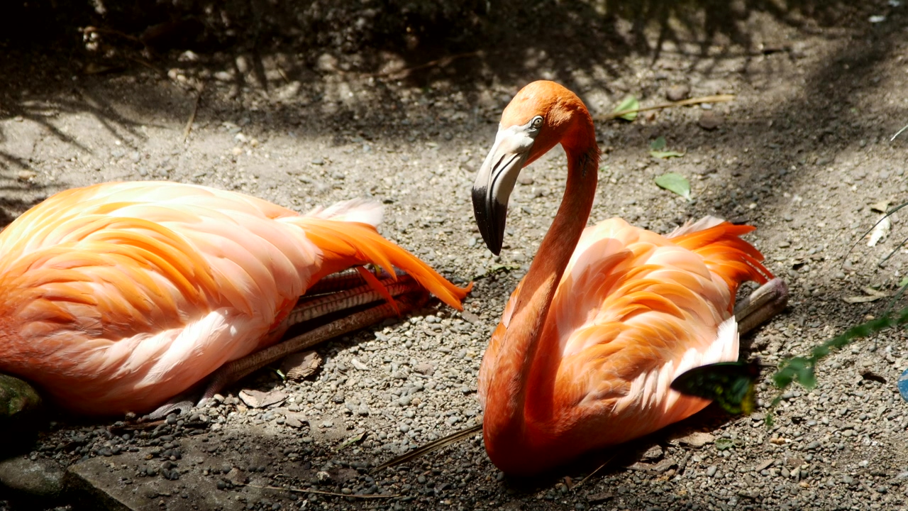 Flamingo birds resting on the ground, animal, zoo, birds, ground, safari, and flamingo