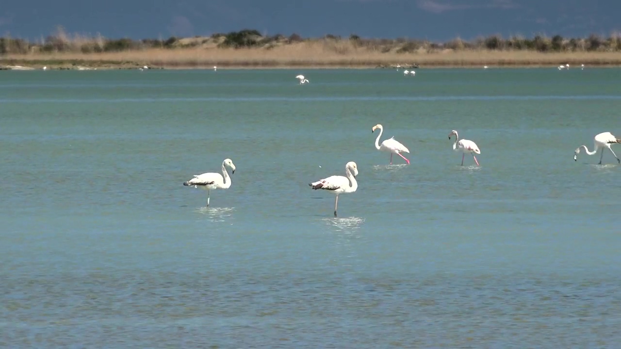Flamingo birds walking on the lake, nature, animal, wildlife, lake, and bird