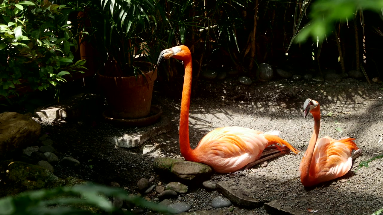 Flamingo resting in the shade, wildlife, bird, wild, zoo, and birds
