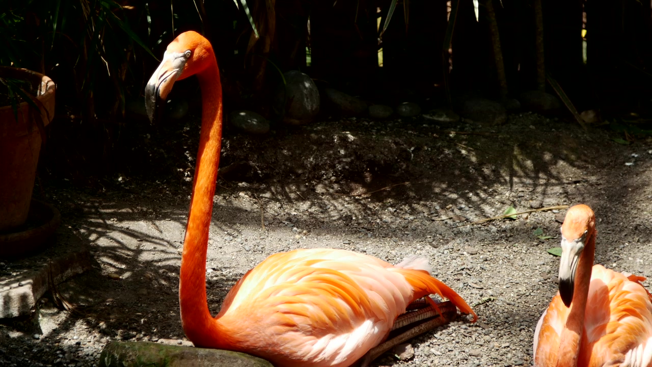 Flamingo standing near a pot plant in the sun, bird, garden, exotic, flamingo, and african animals