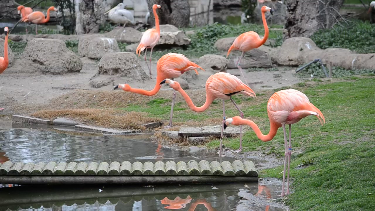 Flamingos drinking from a pond, animal, bird, drinking, and flamingo