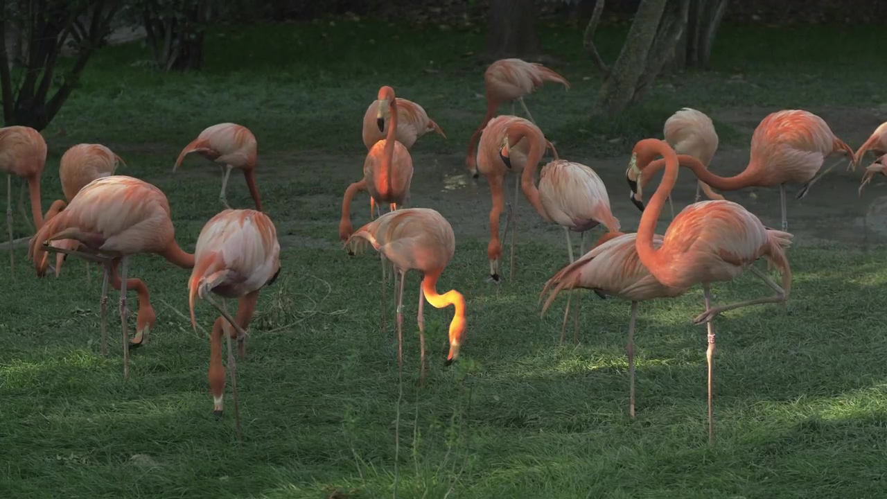 Flamingos eating in a field, animal, bird, and flamingo
