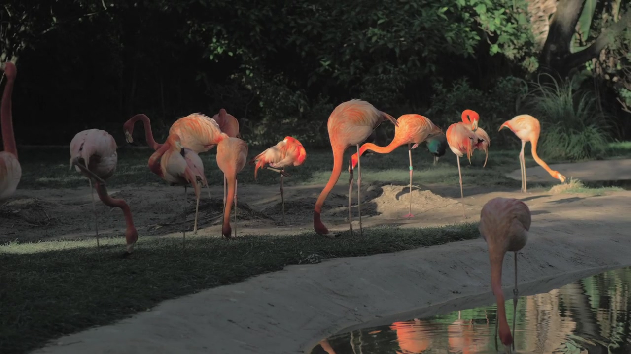 Flamingos in a zoo enclosure, animal, bird, and flamingo