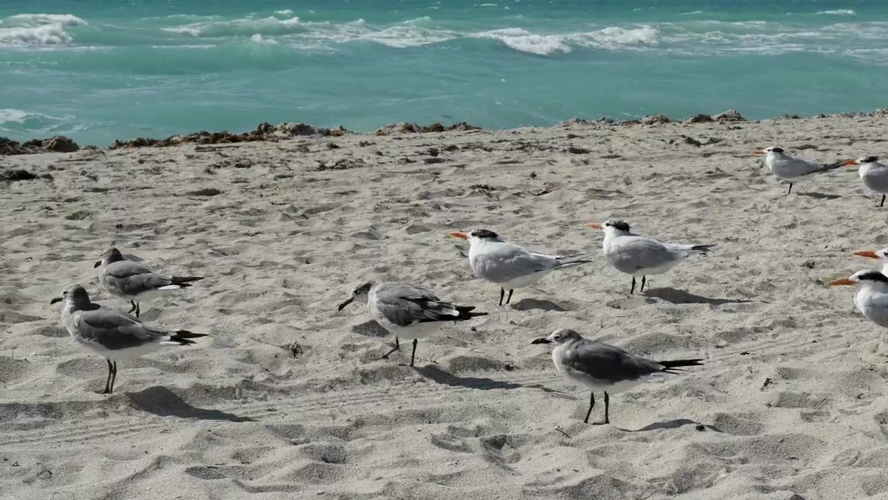 Flock of birds standing on the beach, animal, beach, wildlife, sunny, sand, and birds