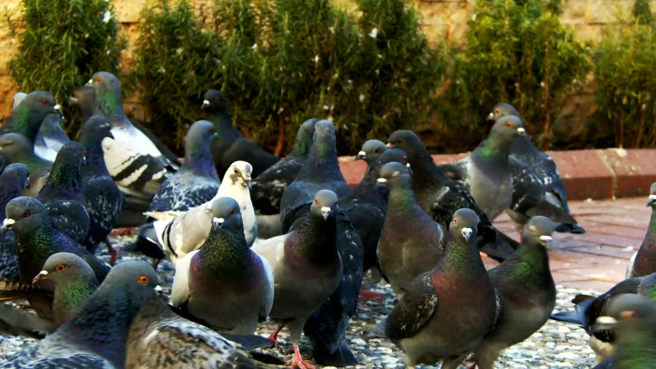 Flock of pigeons on the street, slow motion, animal, urban, bird, wild, birds, and pidgeon