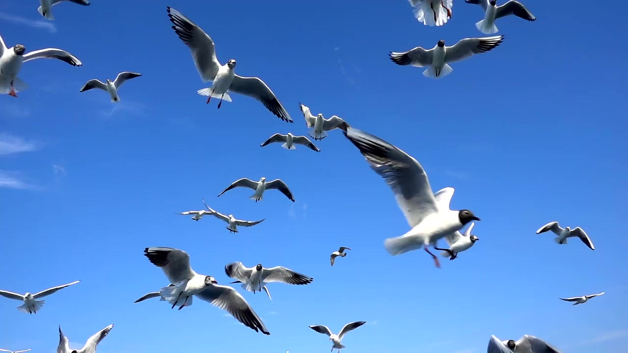 Flock of seagulls in the sky, animal, wildlife, sunny, clear sky, and bird