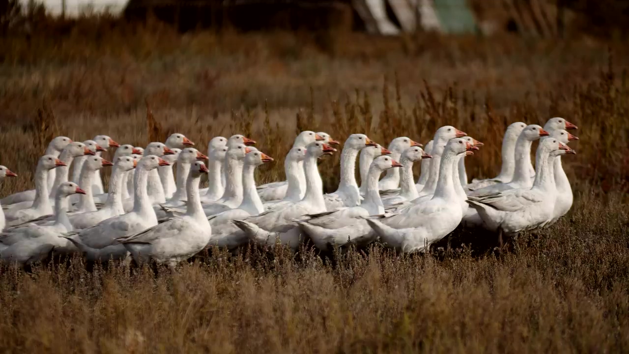 Flock of white geese waddling along a field, animal, bird, wild animals, and farm animals