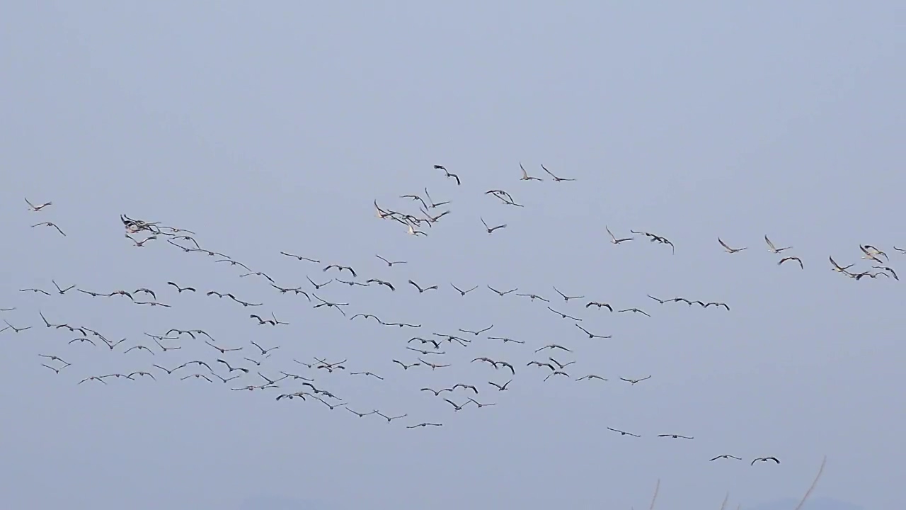 Flocks of birds flying in the sky, animal, wildlife, sky, bird, birds, and fly