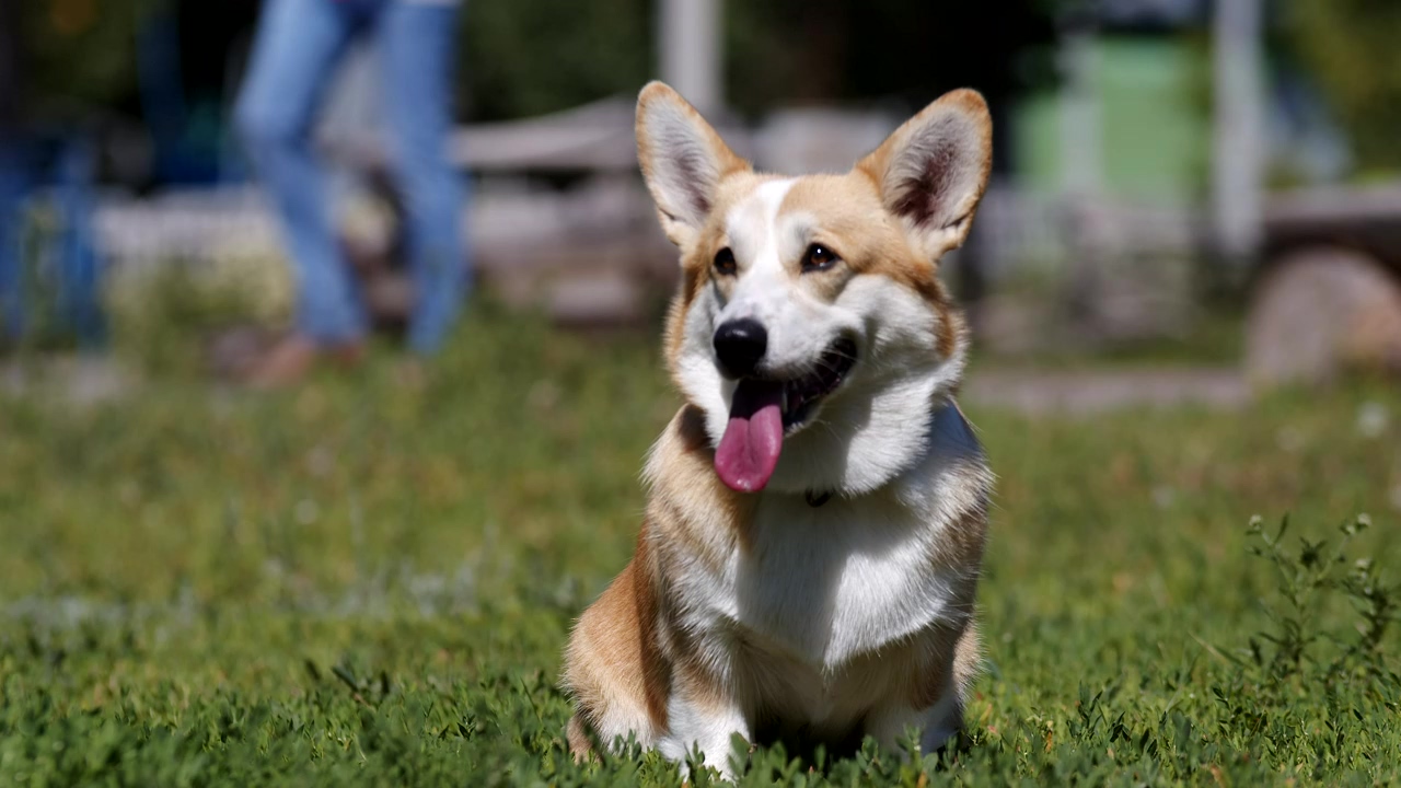 Fluffy corgi sitting in in the grass with his tongue hanging out, park, dog, pet, animals, dogs, puppy, and corgi