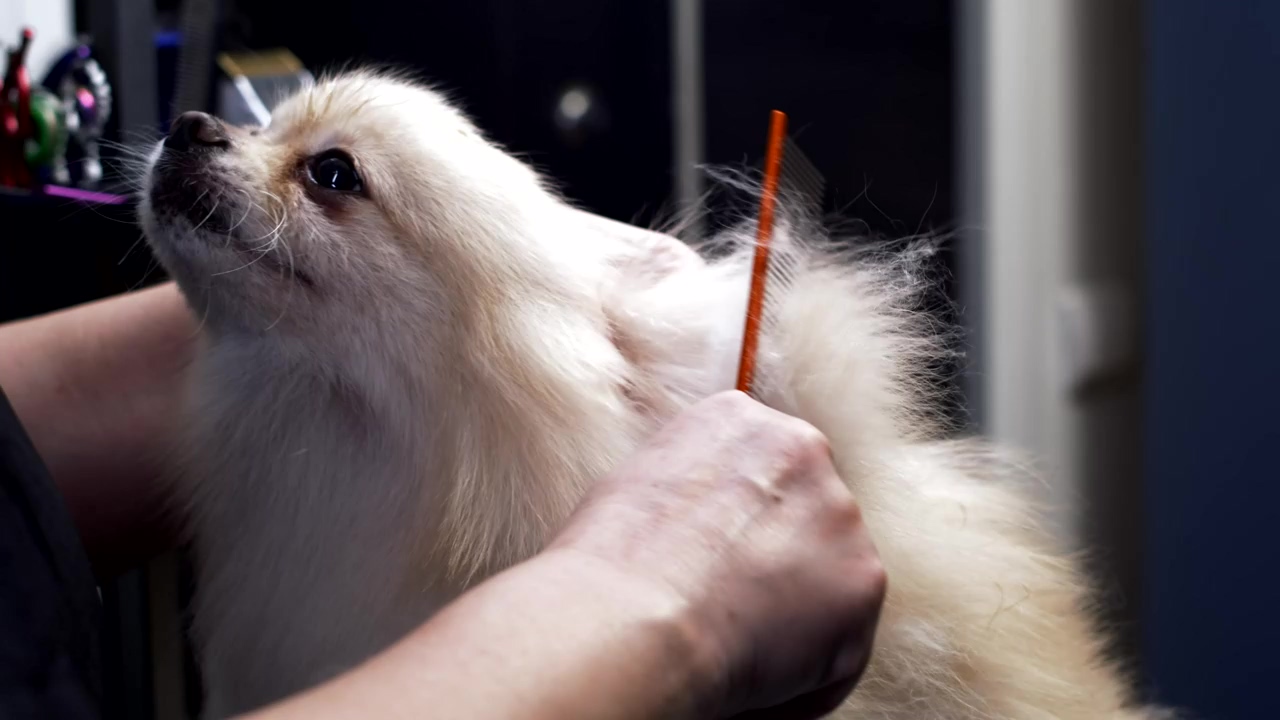 Fluffy dog being carefully brushed by its owner, dog, pet, pet owner, groom, pet brush, and dog grooming