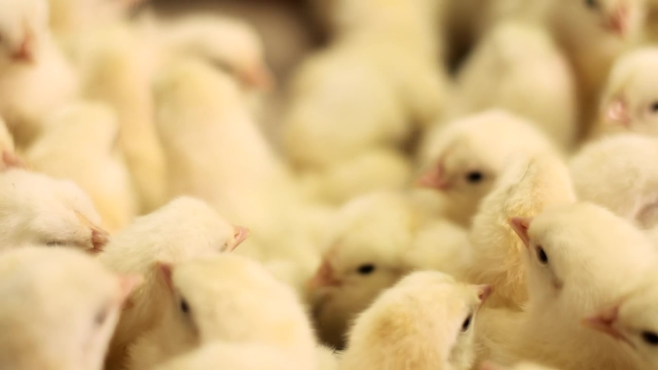 Fluffy yellow chicks crowd together, farm, chicken, farm animals, and baby chick