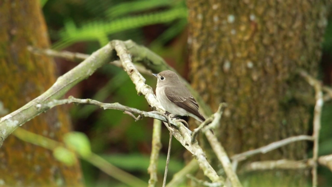 Flycatcher at the edge of a forest, forest and bird