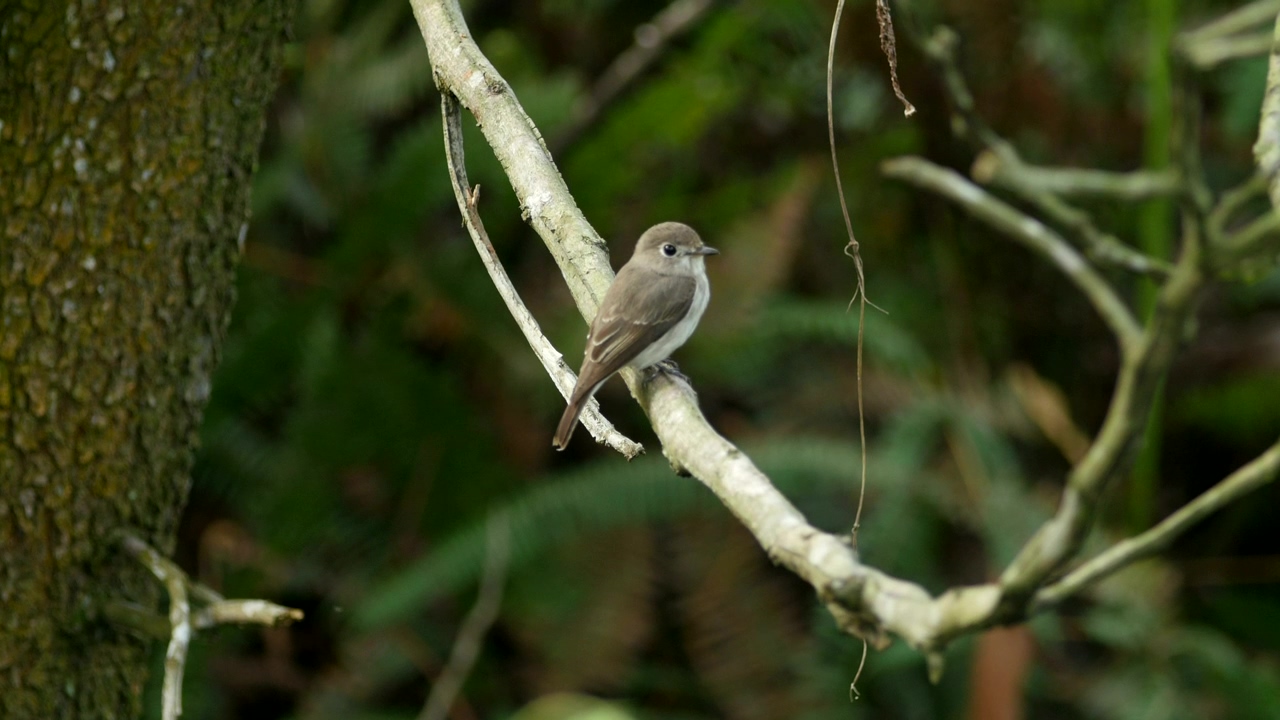 Flycatcher in a forest, animal, tree, and bird