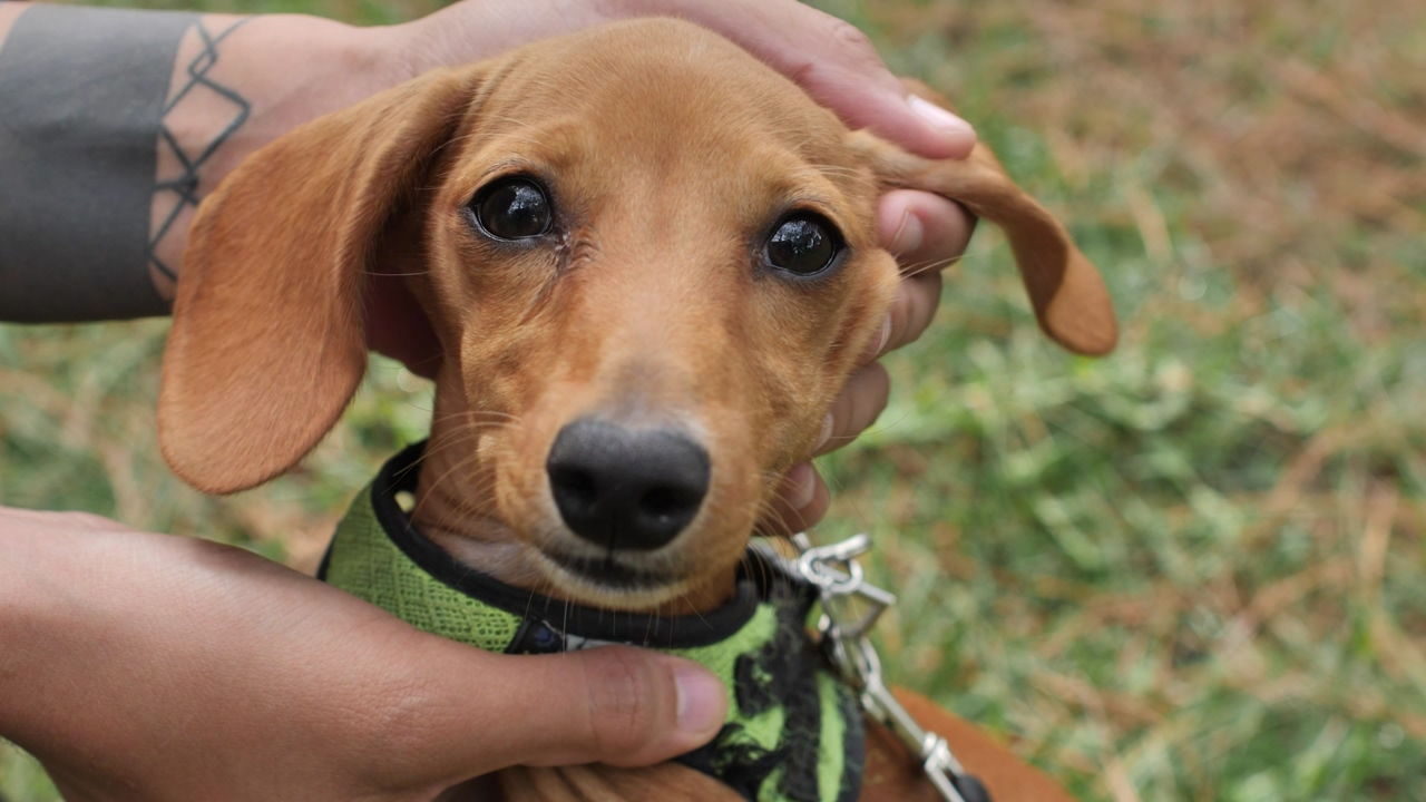 Focus on the head of a dachshund dog looking directly at the camera as it turns everywhere and a person's hands hold it and caress its hair and ears