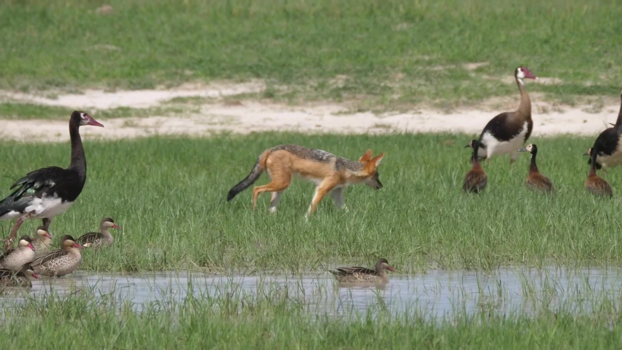 Fox hunting birds in a pond, animal, wildlife, bird, duck, safari, swamp, and biodiversity