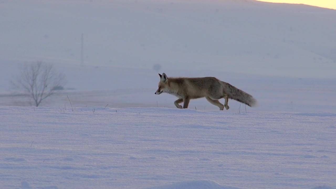 Fox running in the snow, animal, winter, snow, and wildlife