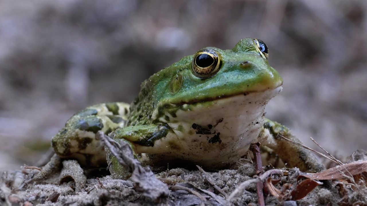 Frog opening and closing eyes, close up, animal, wildlife, wild, reptile, and frog