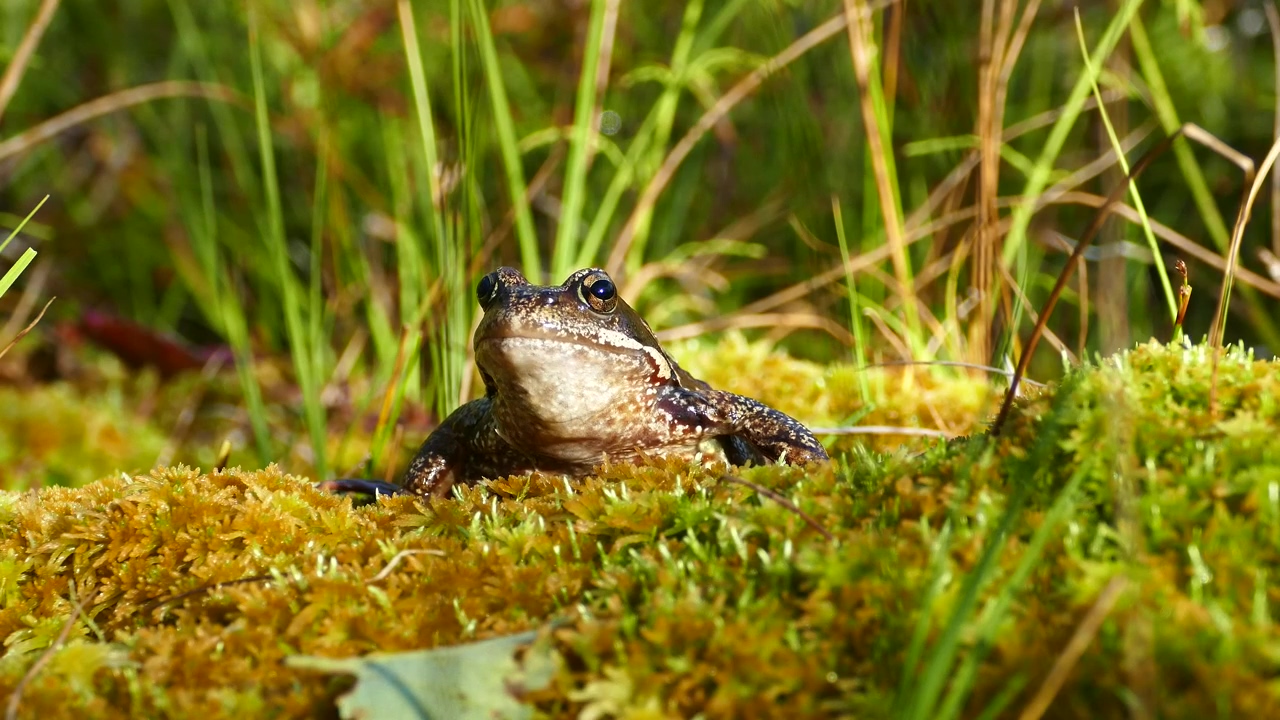 Frog over mossy soil, animal, wildlife, moss, frog, and biodiversity