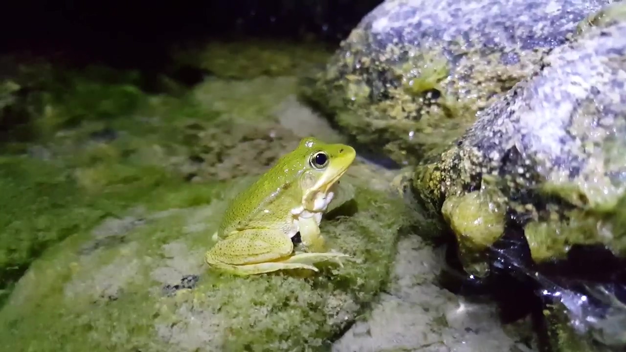 Frog standing in the water, water, animal, wildlife, rock, and frog