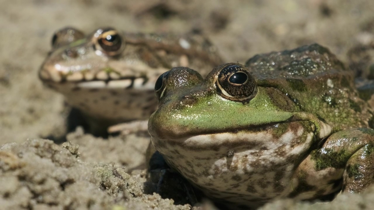 Frogs in the sand side by side, animal, wildlife, wild, reptile, and frog