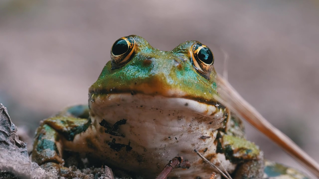 Frontal portrait of a frog breathing, animal, reptile, and frog