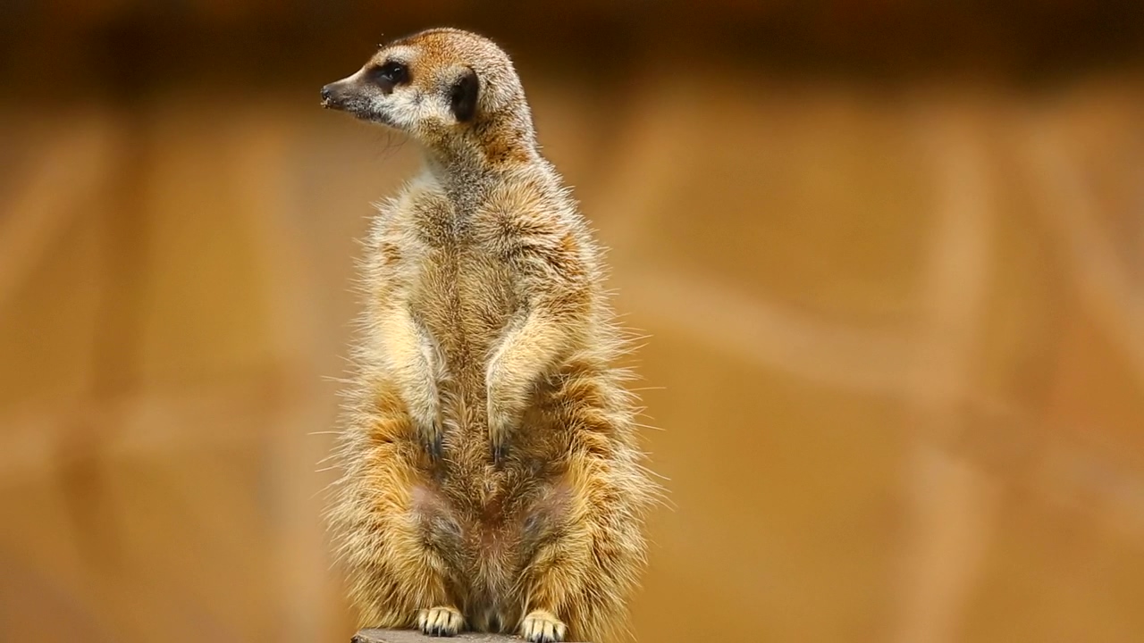 Furry meerkat looking out, animal, wildlife, and africa