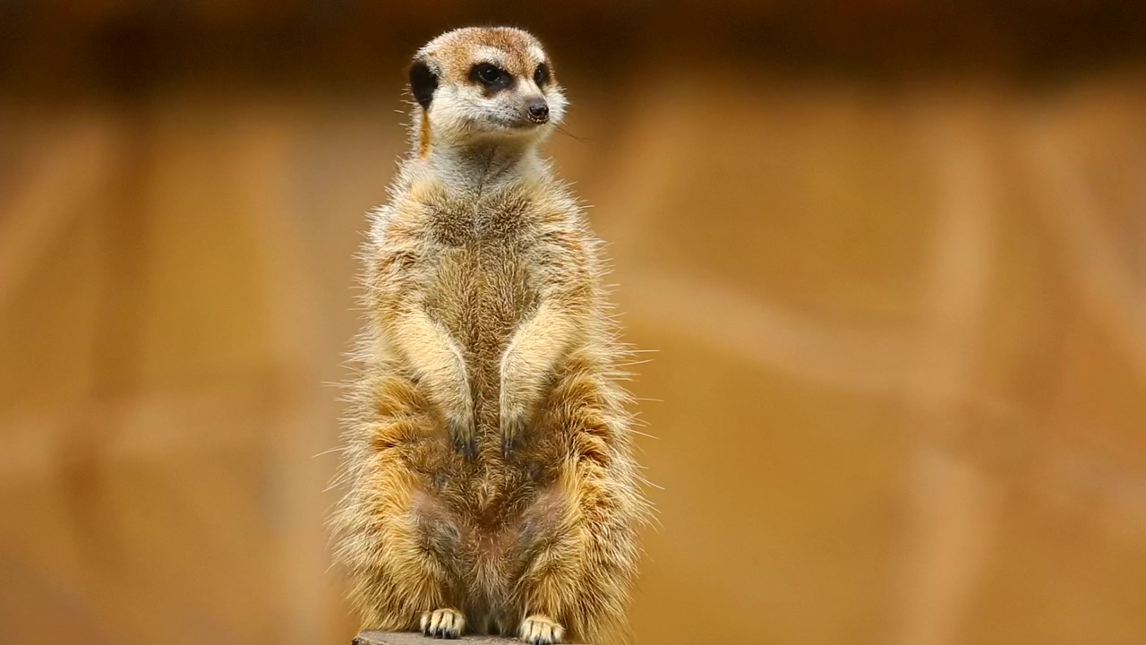 Furry meerkat on guard, animal, wildlife, and africa