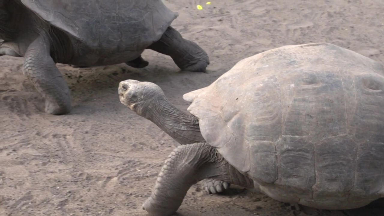Galapagos tortoise fighting on the ground, animal, wildlife, fight, and turtle