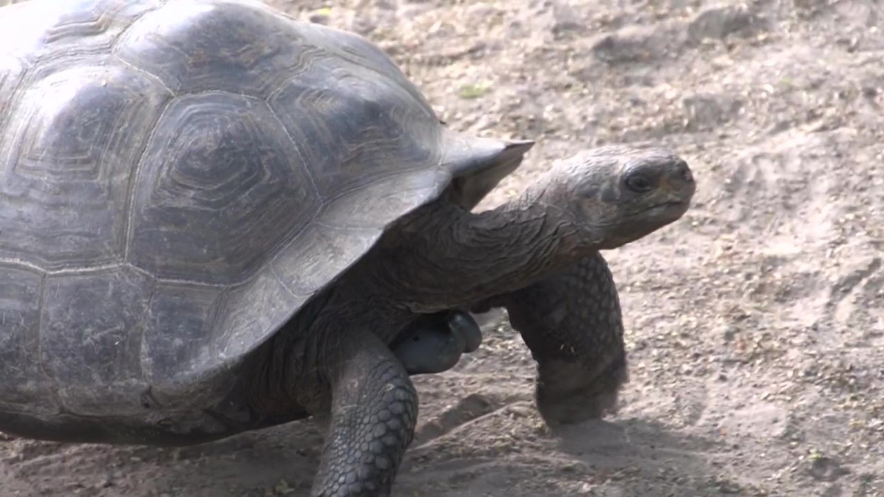 Galápagos tortoise walking, animal, wildlife, and turtle