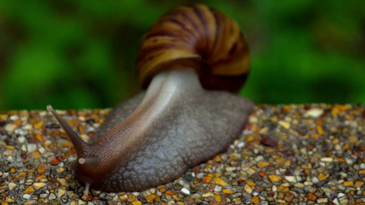 Garden snail crawling on pavement, animal and wildlife