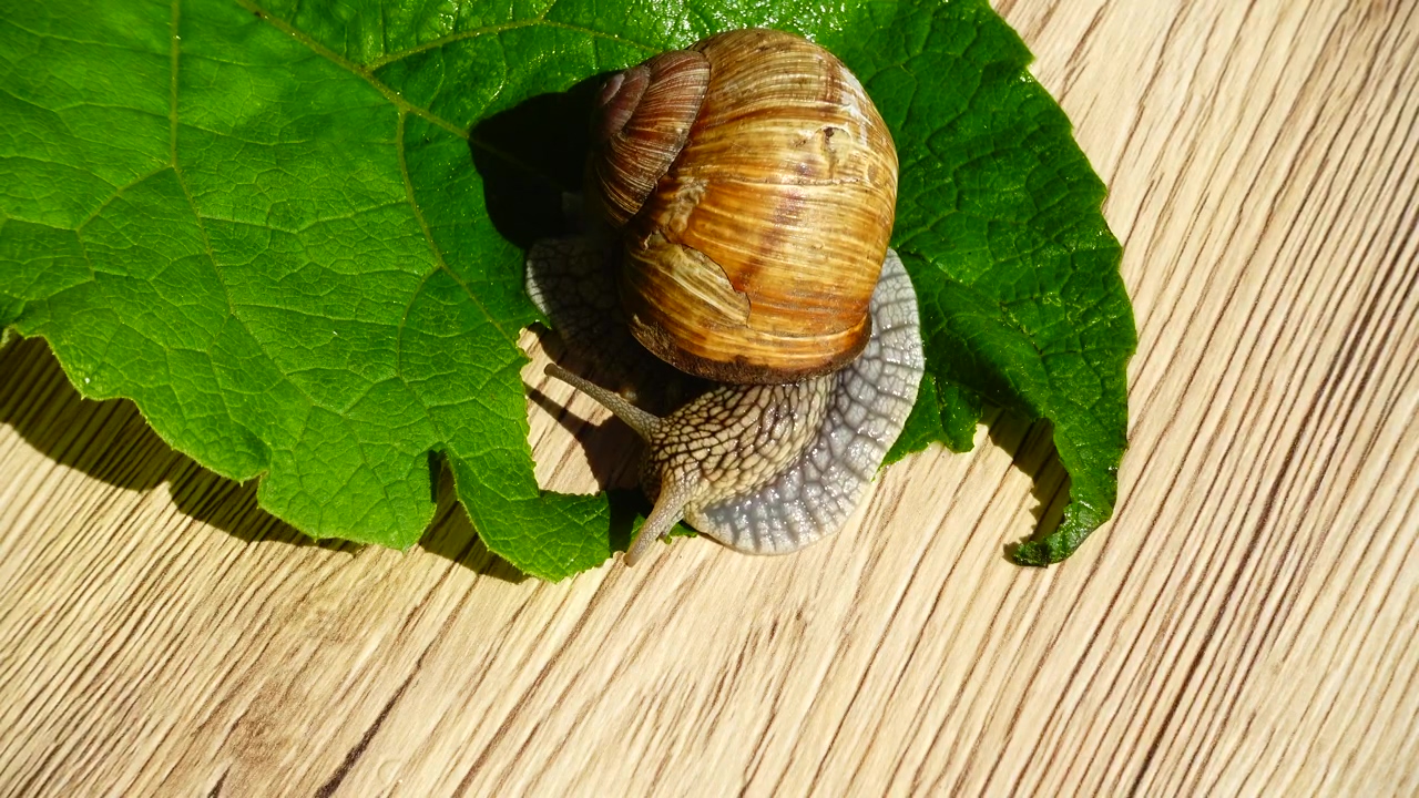 Garden snail eating a leaf, animal, eating, insect, and snails