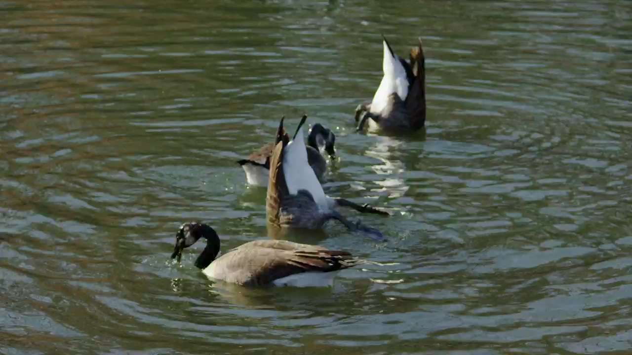 Geese feeding in a lake, animal, wildlife, and bird