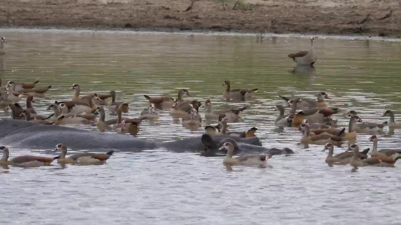Geese swimming alongside a hippopotamus, wildlife, lake, africa, wild, and goose