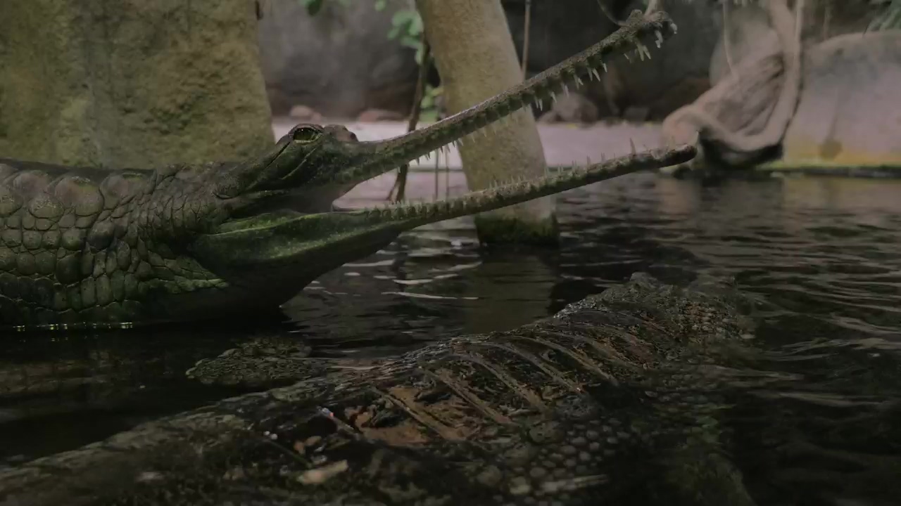 Gharial sitting with open jaws, animal, reptile, crocodile, and alligator