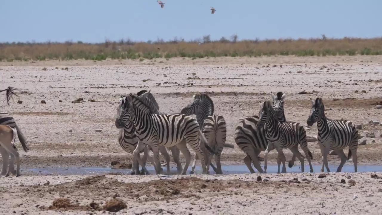 Giraffe and a herd of zebras scare up on a waterhole and run, animal, wildlife, africa, safari, savanna, zebra, and giraffe