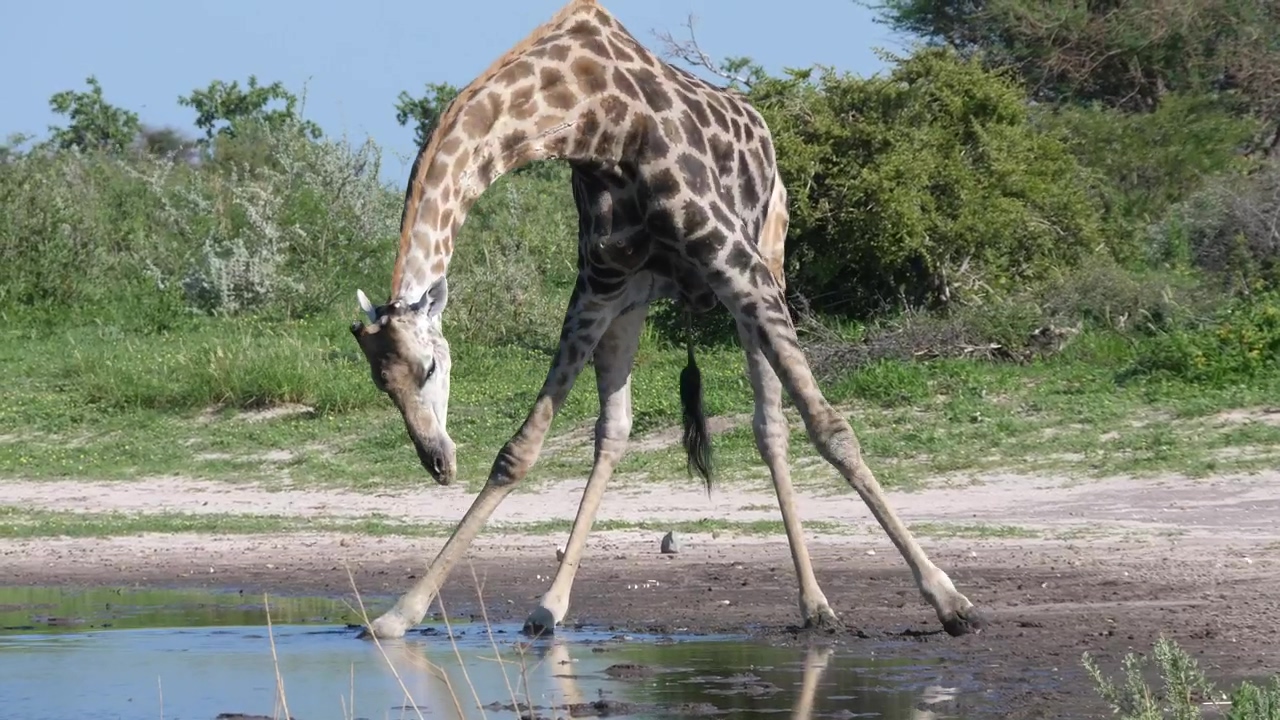 Giraffe bending down to drink at the pond, water, animal, wildlife, drink, africa, drinking, drinking water, drink water, and giraffe