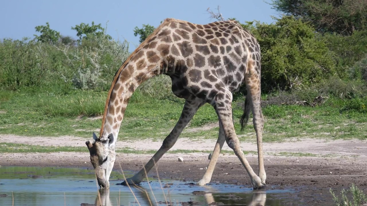 Giraffe drinking from a pond, animal, wildlife, africa, safari, and giraffe