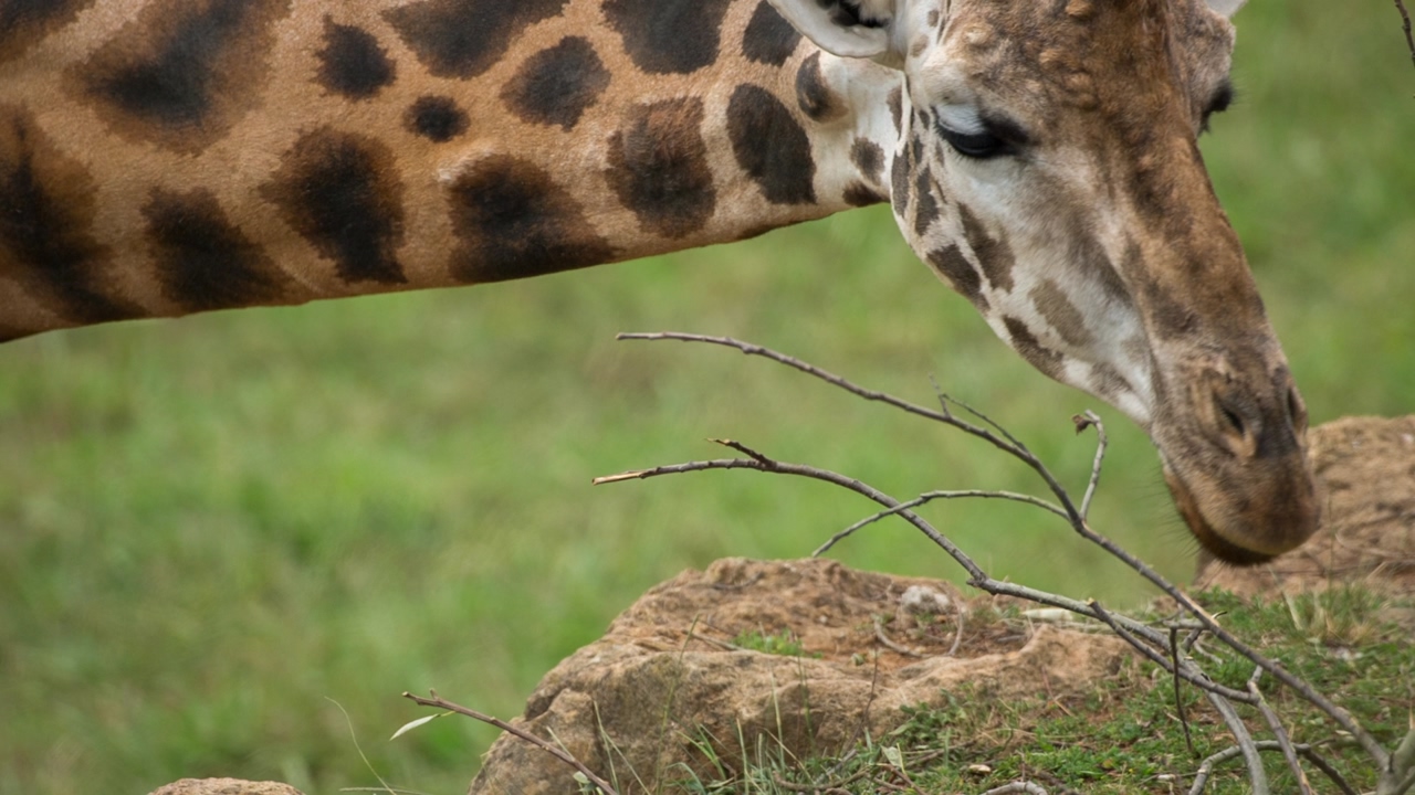 Giraffe eating from the branch of a tree on the savanna on a sunny day