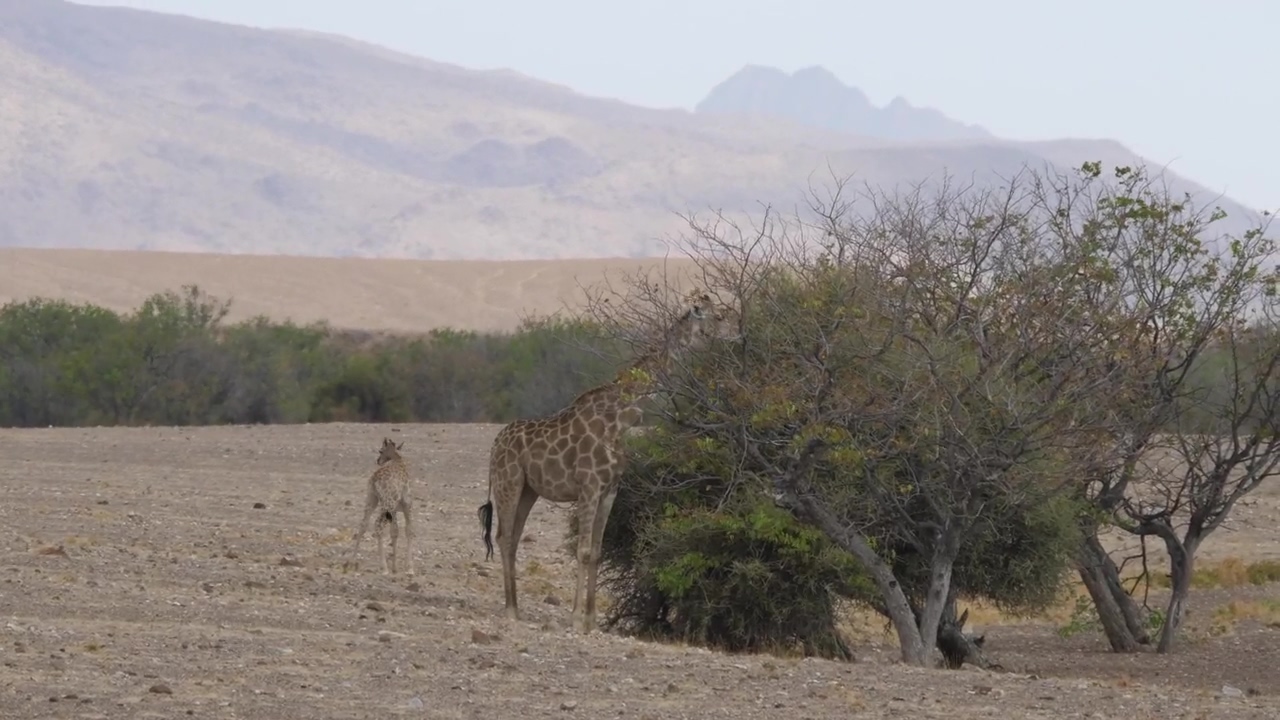 Giraffe eats from a tree on the savanna, animal, wildlife, africa, savanna, and giraffe