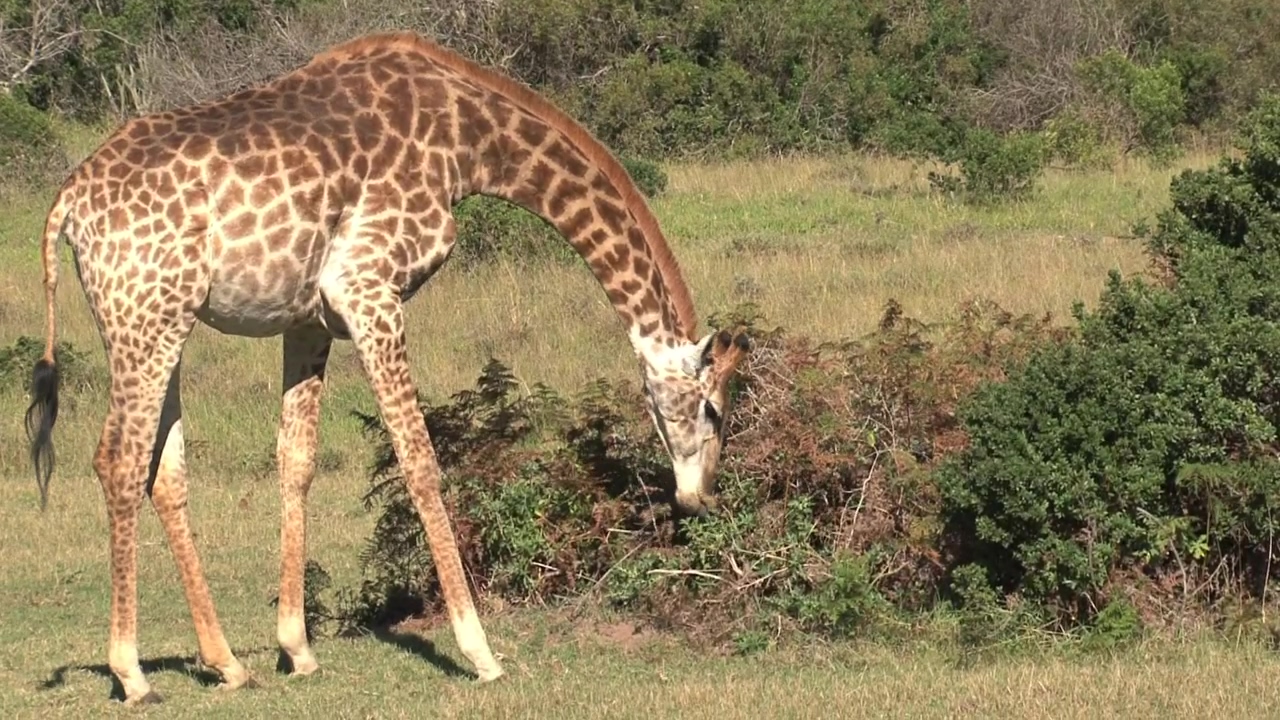 Giraffe grazing in the sun, wildlife, safari, and giraffe