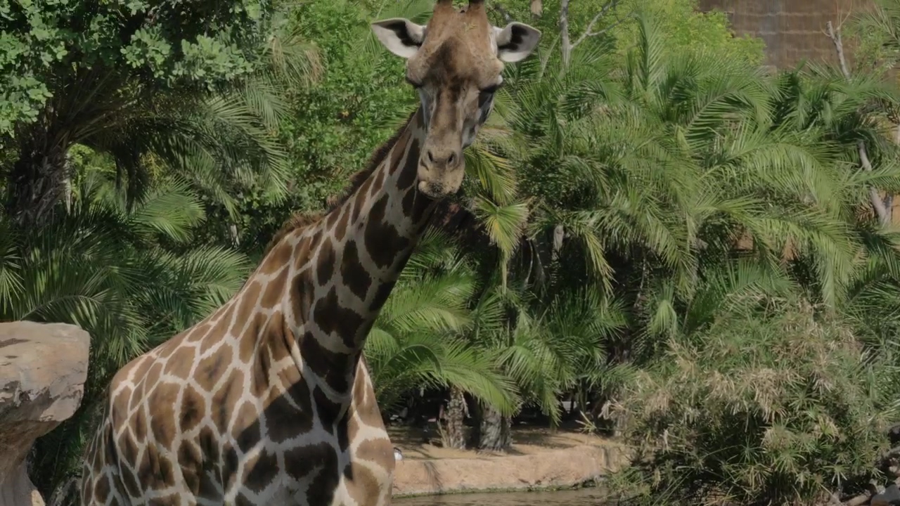 Giraffe looking around, animal and zoo