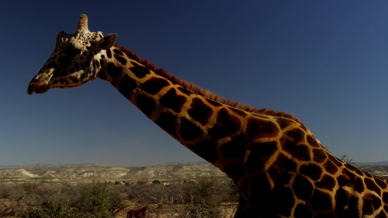 Giraffe walking in the desert #wildlife #desert #wild #giraffe