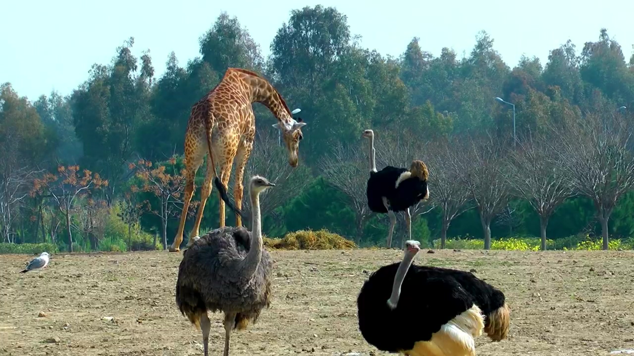 Giraffes and ostriches in the zoo, animal, wildlife, bird, wild, zoo, and giraffe
