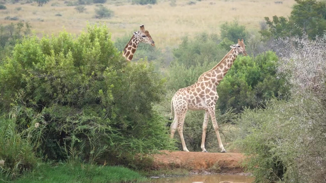 Giraffes looking for food in the savanna, nature, animal, wildlife, africa, and giraffe
