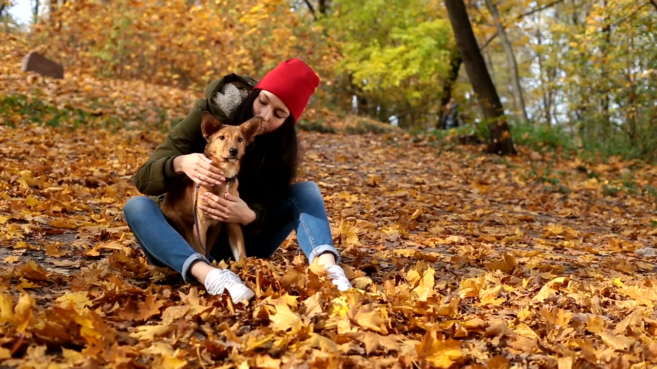 Girl stroking her dog in nature in autumn, love, dog, pet, pet owner, and dog owner