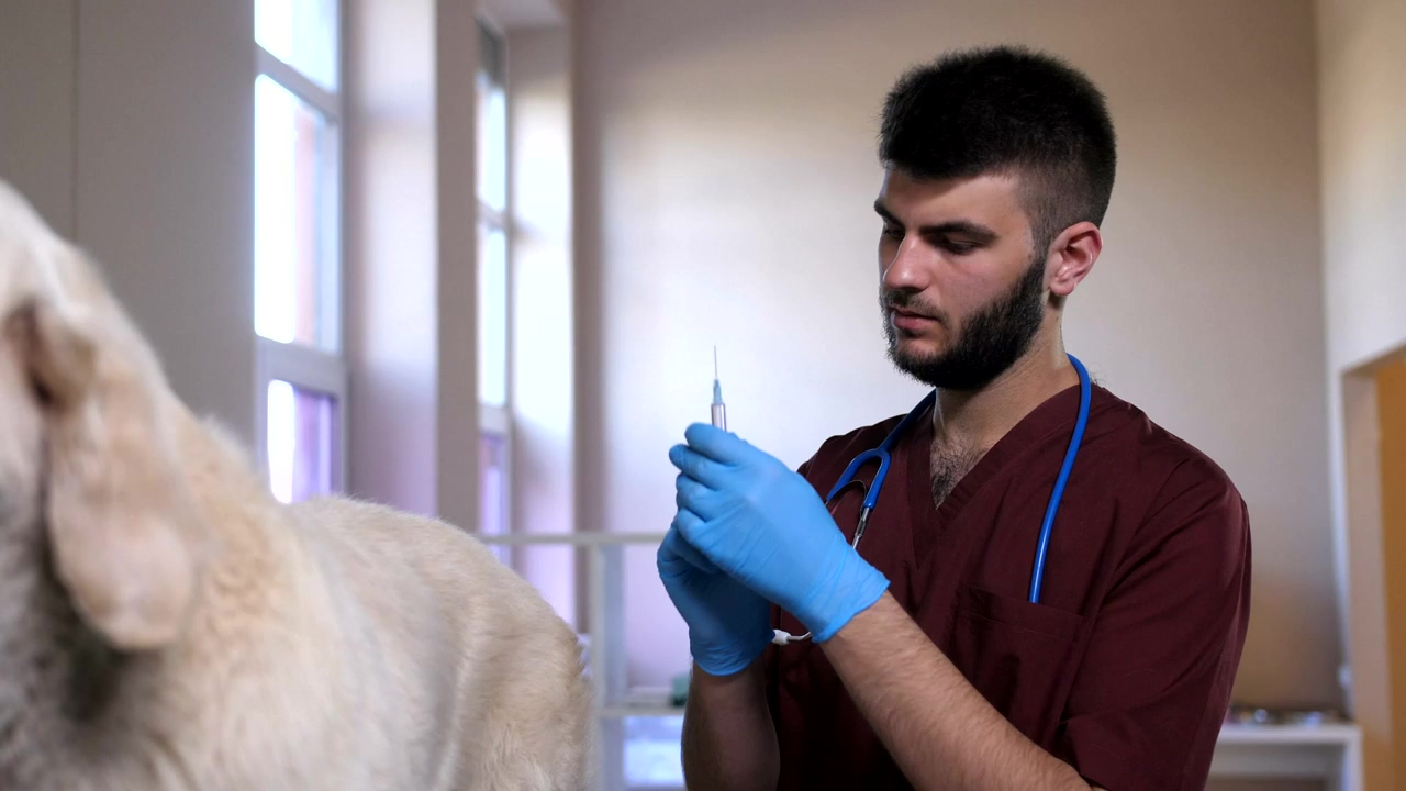 Giving a pet dog a vaccine, pet, vaccine, and injection
